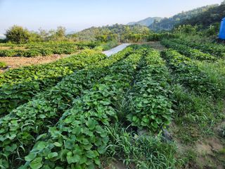 금우님의 고추 · 영농일지 작성글 사진