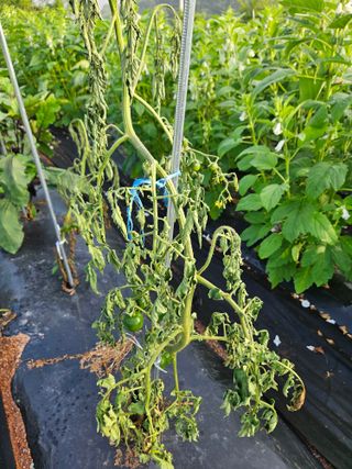 김용규님의 토마토 · 병해충상담 작성글 사진