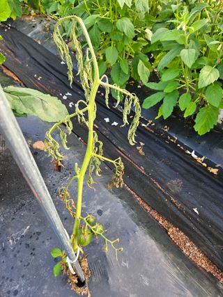 김용규님의 토마토 · 병해충상담 작성글 사진