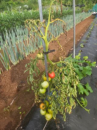 김용규님의 토마토 · 병해충상담 작성글 사진