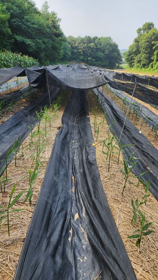 여주거북농부님의 기타작물 · 영농일지 작성글 사진