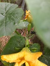 팜모닝 호박·영농일지 게시글 이미지