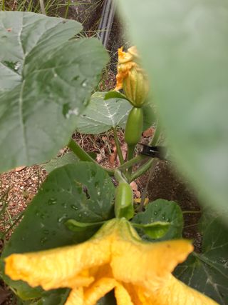 이응천님의 호박 · 영농일지 작성글 사진