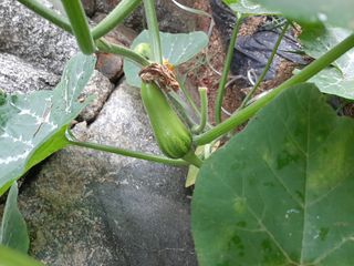 이응천님의 호박 · 영농일지 작성글 사진