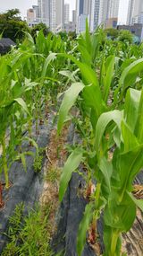 팜모닝 옥수수·영농일지 게시글 이미지