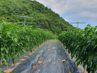 효우필독님의 고추 · 영농일지 작성글 사진