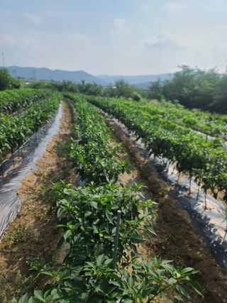 서호님의 고추 · 영농일지 작성글 사진