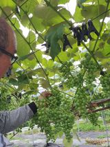 팜모닝 포도·영농일지 게시글 이미지