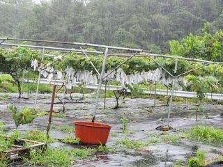 장수 팜 랜드님의 포도 · 영농일지 작성글 사진