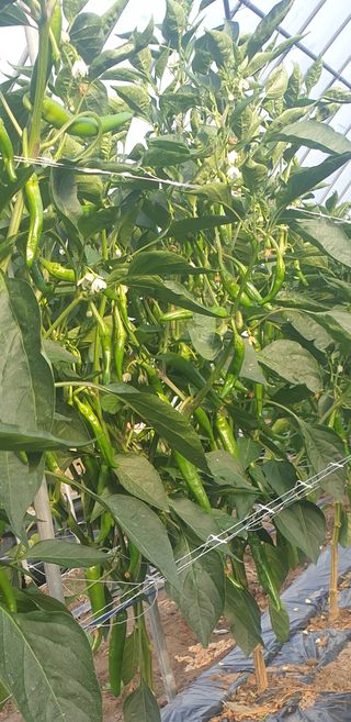 신태상님의 고추 · 영농일지 작성글 사진