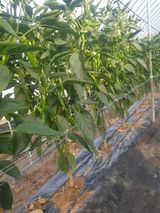 팜모닝 고추·영농일지 게시글 이미지