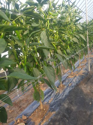 신태상님의 고추 · 영농일지 작성글 사진