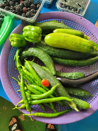 안성의 농사준비꾼님의 오이 · 영농일지 작성글 사진