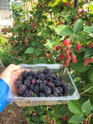 안성의 농사준비꾼님의 오이 · 영농일지 작성글 사진