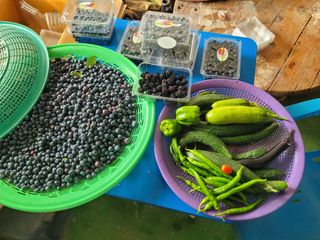 안성의 농사준비꾼님의 오이 · 영농일지 작성글 사진