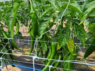 조선된장님의 고추 · 영농일지 작성글 사진