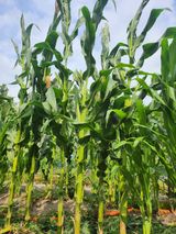 팜모닝 옥수수·영농일지 게시글 이미지