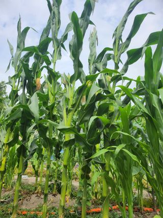 천지창조님의 옥수수 · 영농일지 작성글 사진