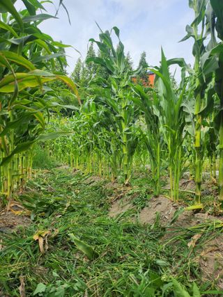 천지창조님의 옥수수 · 영농일지 작성글 사진