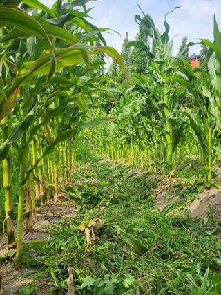 천지창조님의 옥수수 · 영농일지 작성글 사진