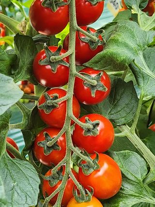 종훈님의 토마토 · 영농일지 작성글 사진