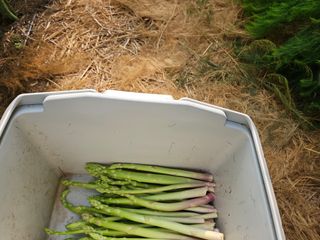 알 수 없음님의 기타작물 · 영농일지 작성글 사진