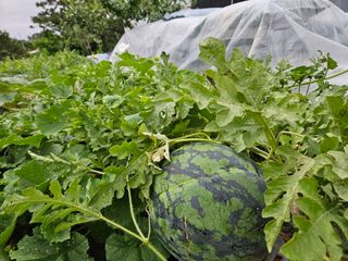 보리수치유농장님의 호박 · 영농일지 작성글 사진