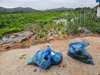 보리수치유농장님의 호박 · 영농일지 작성글 사진