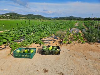 보리수치유농장님의 호박 · 영농일지 작성글 사진