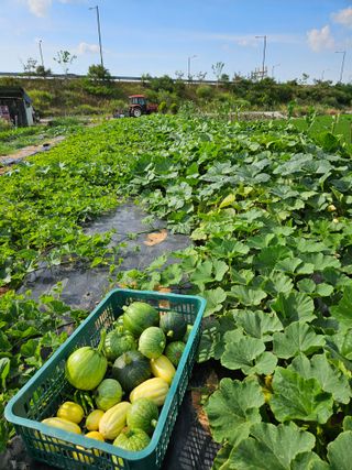 보리수치유농장님의 호박 · 영농일지 작성글 사진