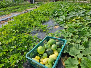 보리수치유농장님의 호박 · 영농일지 작성글 사진