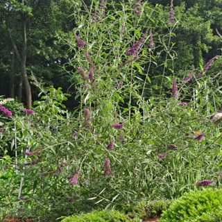 안광희님의 기타작물 · 영농일지 작성글 사진