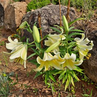 안광희님의 기타작물 · 영농일지 작성글 사진