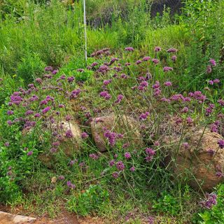 안광희님의 기타작물 · 영농일지 작성글 사진