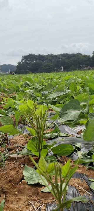 윤충기님의 콩 · 영농일지 작성글 사진
