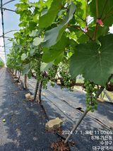 팜모닝 포도·영농일지 게시글 이미지