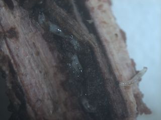 알 수 없음님의 두릅 · 병해충상담 작성글 사진