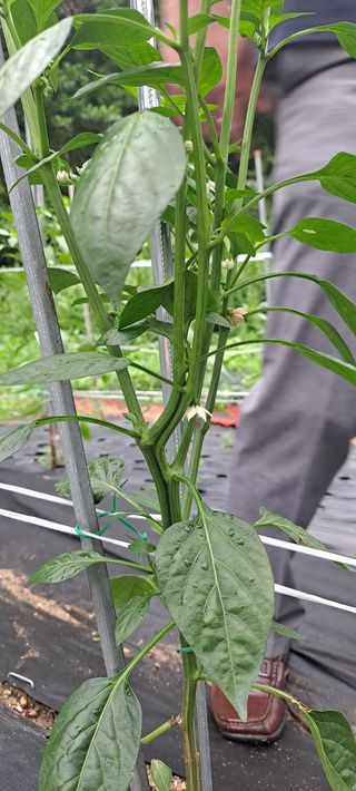 수제비뜨기님의 고추 · 병해충상담 작성글 사진