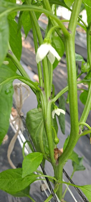 수제비뜨기님의 고추 · 병해충상담 작성글 사진