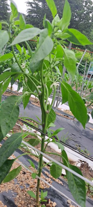 수제비뜨기님의 고추 · 병해충상담 작성글 사진