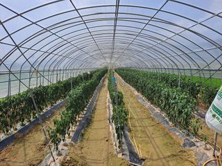 무디전형익님의 고추 · 영농일지 작성글 사진