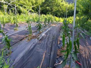 백운산님의 고추 · 영농일지 작성글 사진