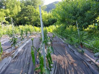 백운산님의 고추 · 영농일지 작성글 사진