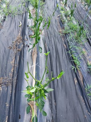 백운산님의 고추 · 영농일지 작성글 사진