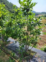 팜모닝 블루베리·영농일지 게시글 이미지