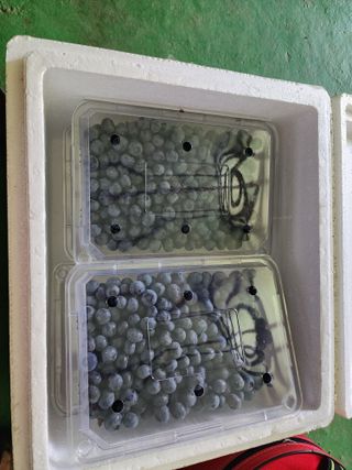 조태순 님의 블루베리 · 영농일지 작성글 사진