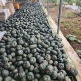 팜모닝 호박·영농일지 게시글 이미지