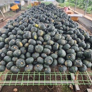 제주삼둥이네님의 호박 · 영농일지 작성글 사진