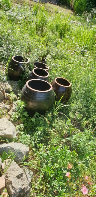 박영애님의 감 · 영농일지 작성글 사진