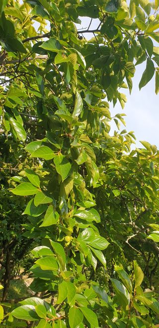 박영애님의 감 · 영농일지 작성글 사진